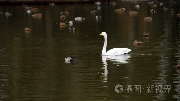 池塘上的野水鸟视频