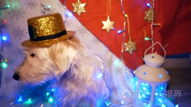 可爱的狗在新年装饰品视频