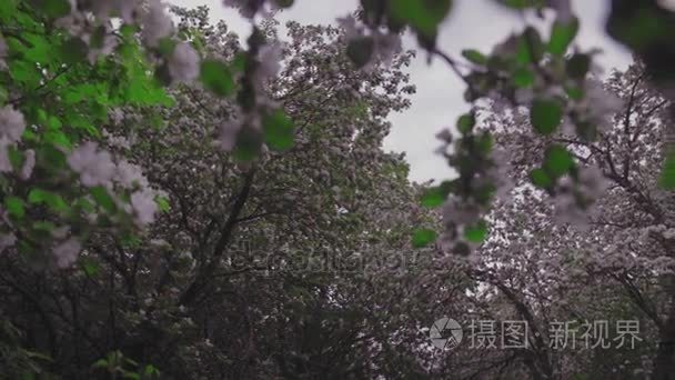 海棠棵开花的树视频