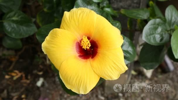 芙蓉黄花近镜头视频