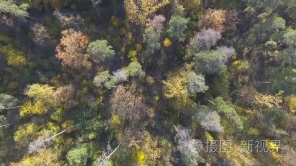 鸟瞰秋天的颜色树梢飞过秋天的风景