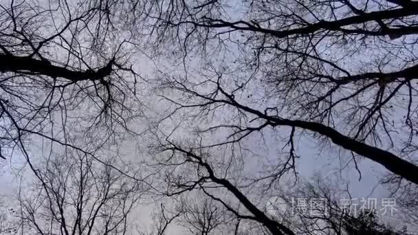 在4k 的大风天里看着冬天的橡树视频- 00:224k马达加斯加蟑螂在木屑中