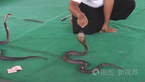 眼镜蛇蛇训练师视频