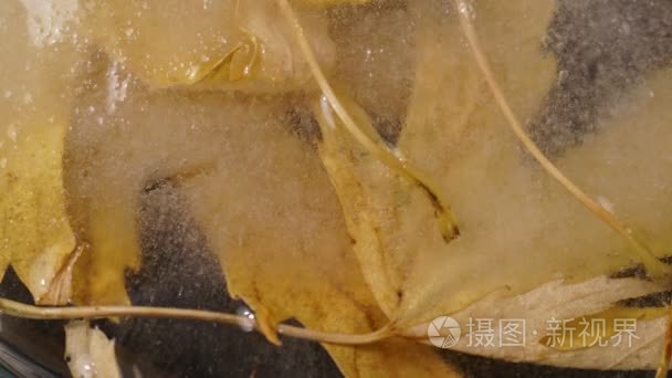 秋至冬黄叶冻结时间季节性变化视频