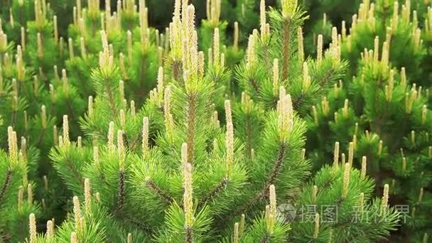 松树或枞树树枝在风中移动视频