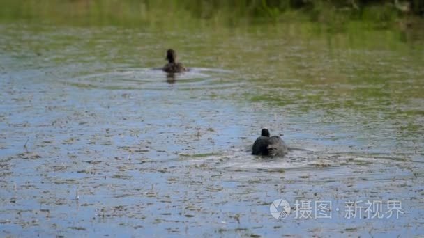 黑色顶在水面上奔跑视频