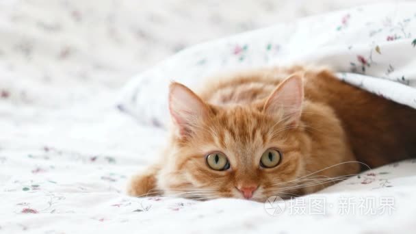可爱的姜猫躺在床上。毛茸茸的宠物舒舒服服地睡在毯子下, 然后突然了幕后的东西。舒适的家庭背景与滑稽的宠物