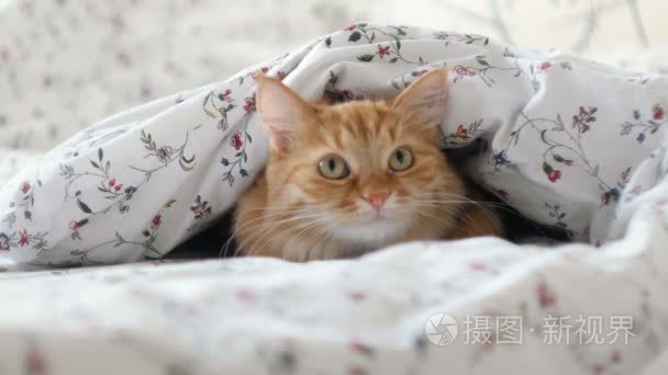 可爱的姜猫躺在床上  躲在毯子下的人。毛茸茸的宠物看起来好奇