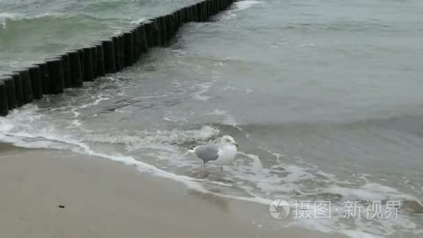 波罗的海海滩上的大黑背海鸥 鸥 marinus。暴风雨天气