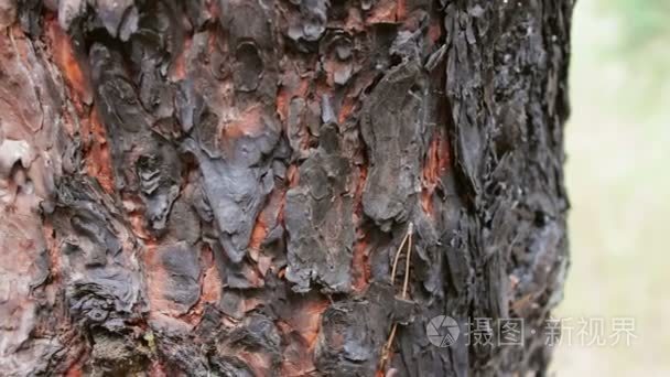 烧毁和烧焦的树干关闭视图。森林大火破坏了一棵松树