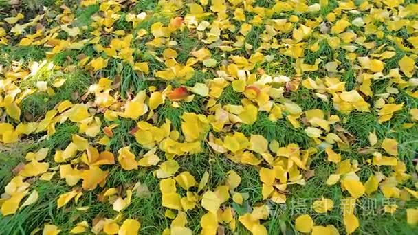 绿色草坪上的黄色落叶