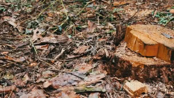 森林中砍伐的树木。树桩从一棵新砍伐的树。森林砍伐的问题视频