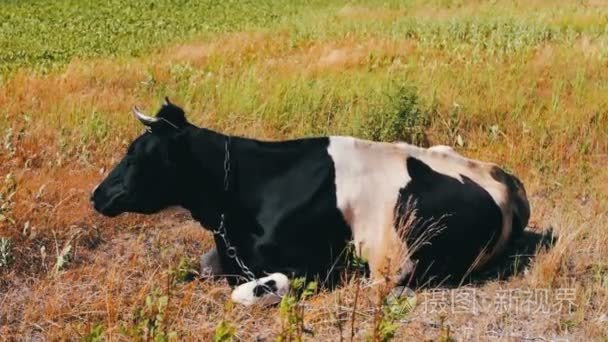 黑白母牛躺在地上啃草视频