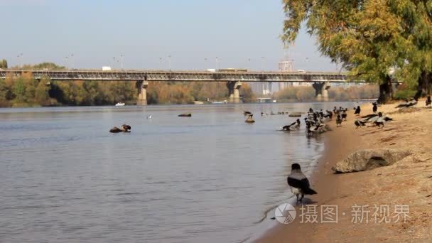 河岸边的乌鸦