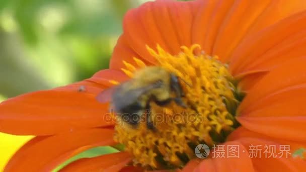 大黄蜂上橙花金盏花。大黄蜂 也可以写的大黄蜂 是蜜蜂，蜜蜂家族之一科的一部分属于熊蜂属的成员。已知的大黄蜂超过 250 种视频