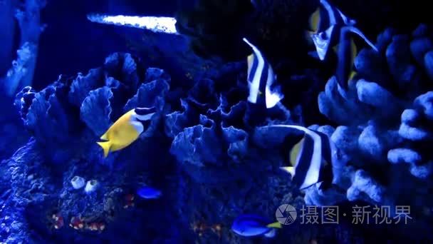 水族馆的蓝色冒险鱼视频