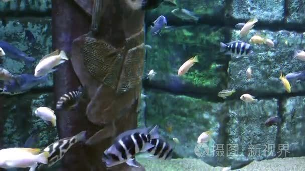 水族馆的蓝色冒险鱼视频