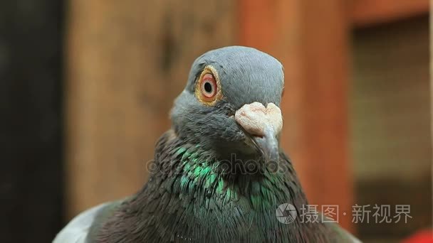 在家阁楼愤怒的鸽子鸟的面孔视频