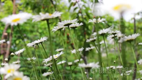 夏日花园奢华盛开的雏菊视频