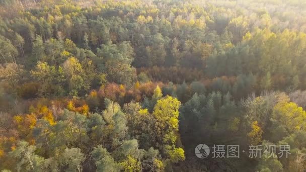 秋季森林的空中拍摄视频