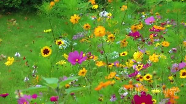 大自然中美丽的花朵花丛视频