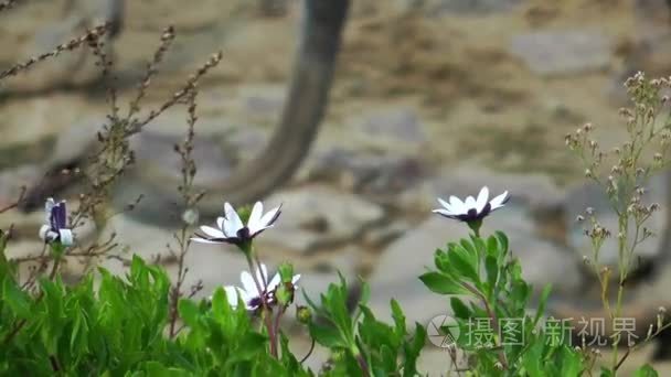 大自然中美丽的花朵花丛视频