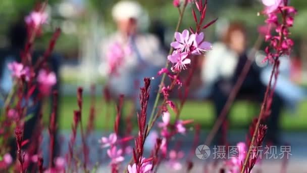 大自然中美丽的花朵花丛视频