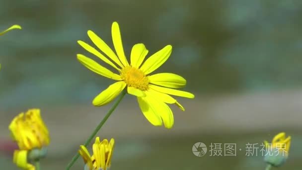 大自然中美丽的花朵花丛视频