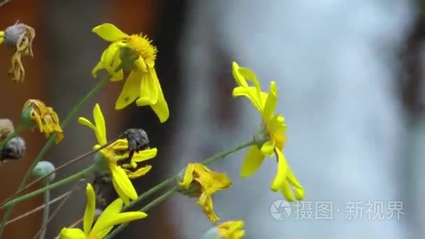 大自然中美丽的花朵花丛视频