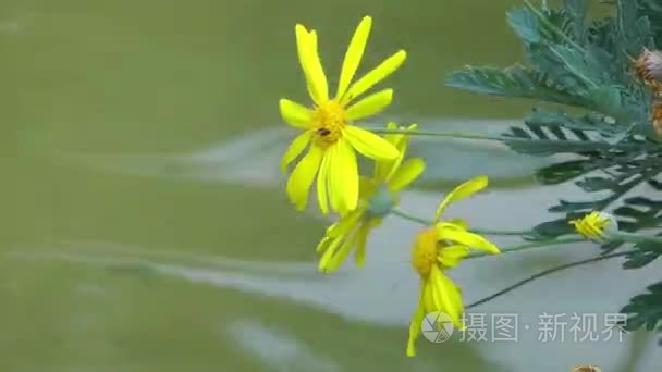 大自然中美丽的花朵花丛视频