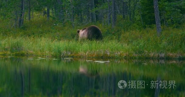 野生的年轻棕色的熊，走在森林里寻找食物