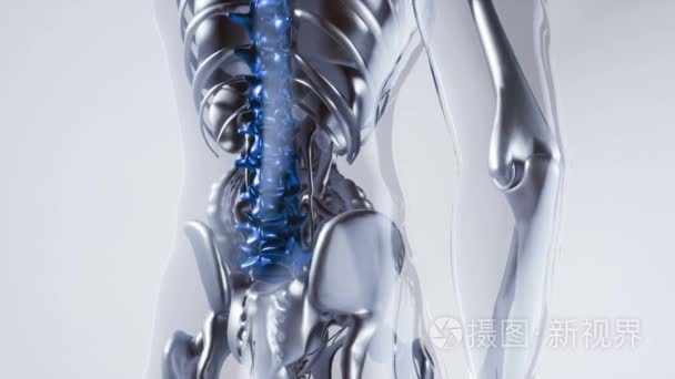 与器官的人体脊柱骨骼骨骼模型视频