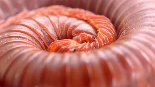 蝓凸卷足海牛视频素材-蝓凸卷足海牛实拍视频下载-第1页-摄图新视界