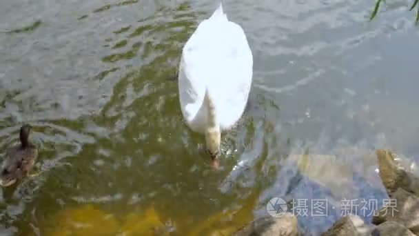 在湖里游泳的白色静音天鹅视频