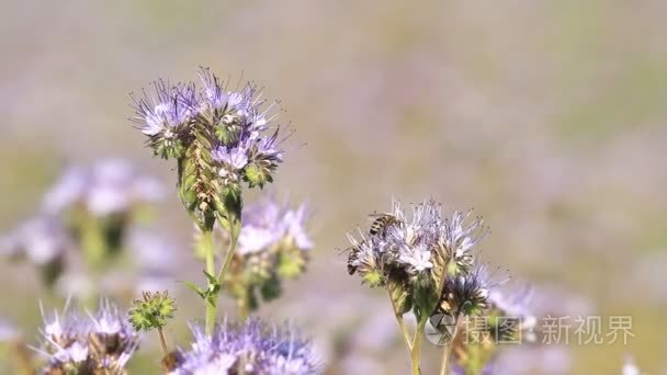 蜜蜂授粉季节鲜花视频