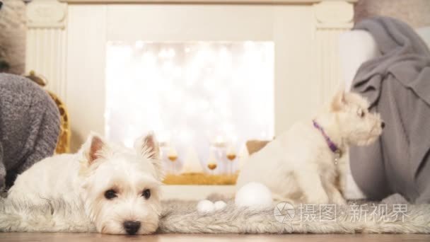 圣诞节室内的两只可爱的狗视频