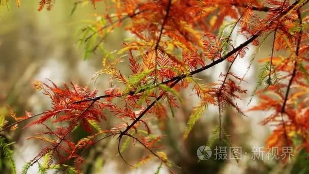 美丽的叶子植物在树自然植物群概念