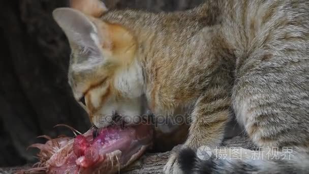 阿拉伯野猫吃鸡肉视频