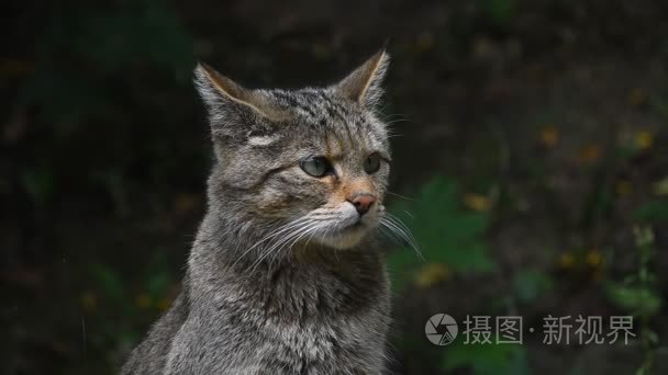 欧洲野猫肖像关闭视频