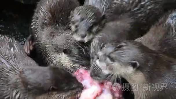 几只河獭吃鸡肉视频