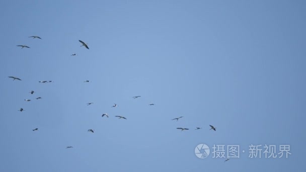 成群的海鸥和鸟儿在高空飞翔视频