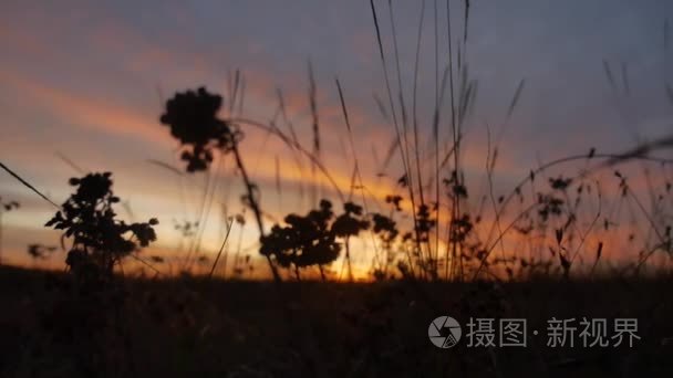 日落阳光下美丽的风景草视频