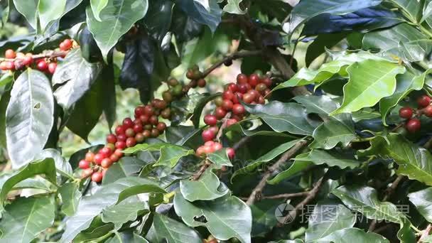 网吧种植园的咖啡浆果