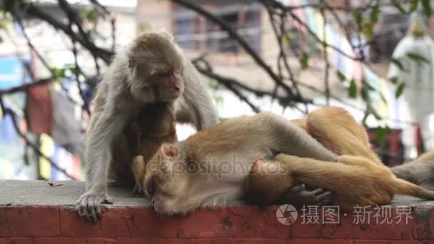 加德满都的猴子视频