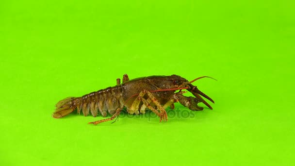 小龙虾在绿色屏幕