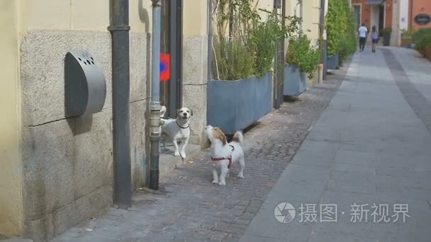 两只狗在精品店附近等主人视频