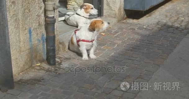 两只狗在精品店附近等主人视频