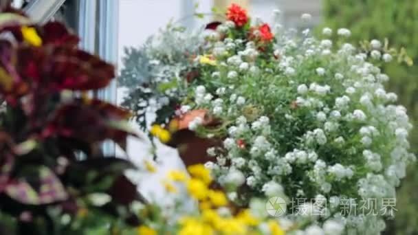 风景庭院用不同的花视频