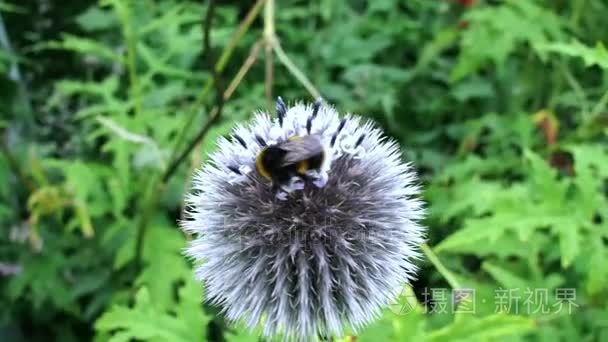 白色球形花朵上的蜜蜂视频