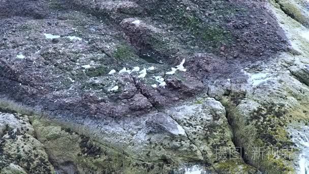 悬崖上的海鸥